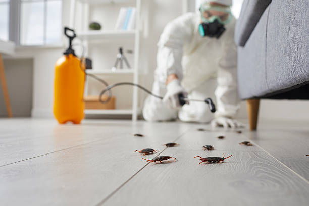 Post-Treatment Bed Bug Interceptor Monitoring in Lockwood
